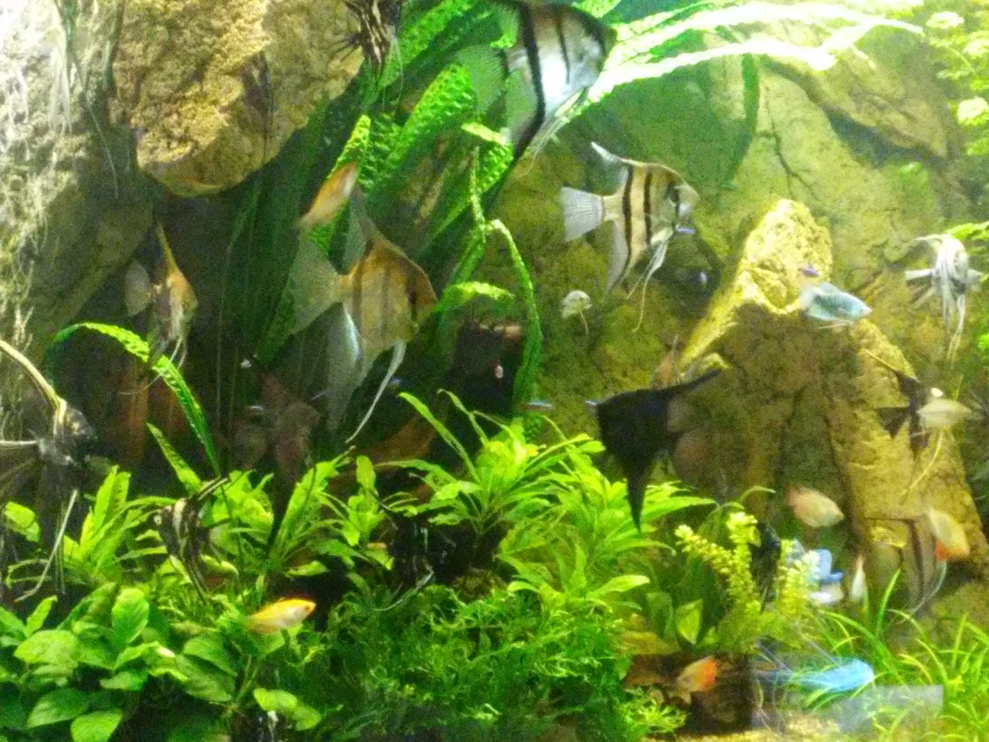 Akvarium na mieru rastlinkove 3